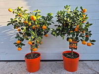 2x mandarijnenboom - vrucht- / fruitboom - citrus calamondin - hoogte ca. 50 cm - afbeelding 1 van  2