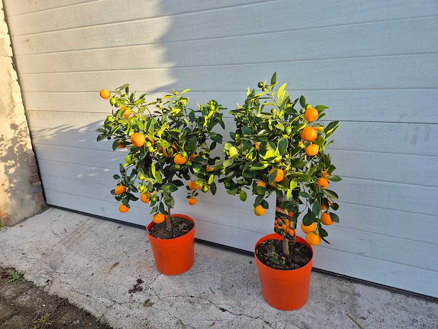2x mandarijnenboom - vrucht- / fruitboom - citrus calamondin - hoogte ca. 50 cm - afbeelding 2 van  2