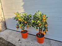 2x mandarijnenboom - vrucht- / fruitboom - citrus calamondin - hoogte ca. 50 cm - afbeelding 2 van  2
