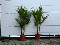 2x mexicaanse waaierpalm - washingtonia robusta - hoogte ca. 120 cm - afbeelding 1 van  3