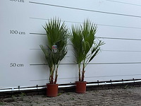 2x mexicaanse waaierpalm - washingtonia robusta - hoogte ca. 120 cm - afbeelding 3 van  3