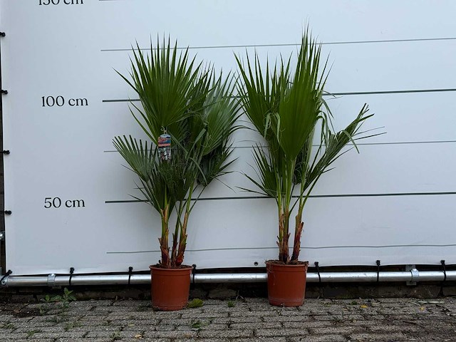 2x mexicaanse waaierpalm - washingtonia robusta - hoogte ca. 120 cm - afbeelding 1 van  3