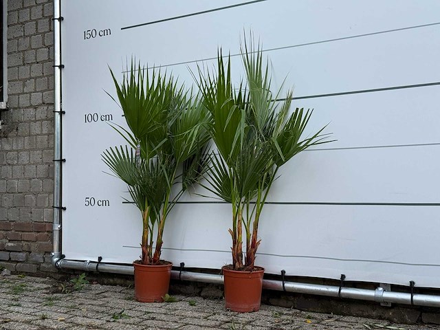 2x mexicaanse waaierpalm - washingtonia robusta - hoogte ca. 120 cm - afbeelding 2 van  3