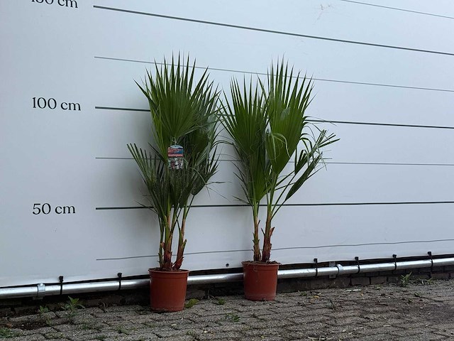 2x mexicaanse waaierpalm - washingtonia robusta - hoogte ca. 120 cm - afbeelding 3 van  3