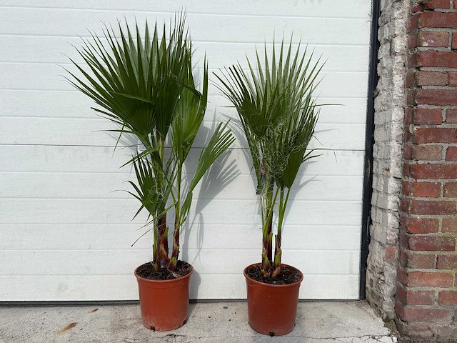 2x mexicaanse waaierpalm - washingtonia robusta - hoogte ca. 80 cm - afbeelding 1 van  4