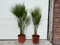 2x mexicaanse waaierpalm - washingtonia robusta - hoogte ca. 80 cm - afbeelding 1 van  4