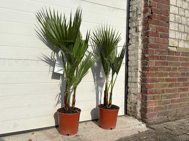 2x mexicaanse waaierpalm - washingtonia robusta - hoogte ca. 80 cm - afbeelding 3 van  4
