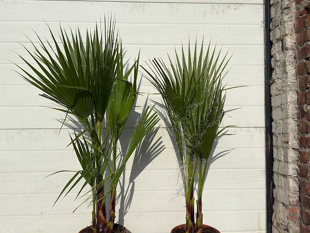 2x mexicaanse waaierpalm - washingtonia robusta - hoogte ca. 80 cm - afbeelding 4 van  4