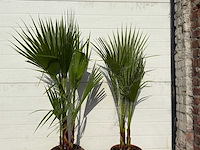 2x mexicaanse waaierpalm - washingtonia robusta - hoogte ca. 80 cm - afbeelding 4 van  4