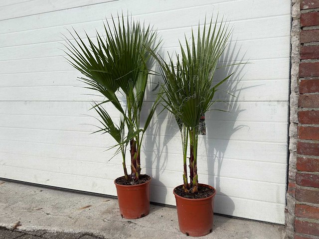2x mexicaanse waaierpalm - washingtonia robusta - hoogte ca. 80 cm - afbeelding 1 van  4