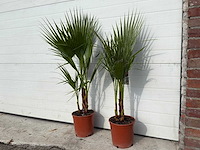 2x mexicaanse waaierpalm - washingtonia robusta - hoogte ca. 80 cm - afbeelding 1 van  4
