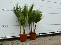2x mexicaanse waaierpalm meerstammig - washingtonia robusta - hoogte ca. 110 cm - afbeelding 3 van  3