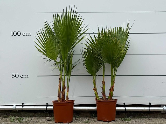 2x mexicaanse waaierpalm meerstammig - washingtonia robusta - hoogte ca. 110 cm - afbeelding 1 van  3