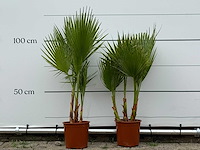2x mexicaanse waaierpalm meerstammig - washingtonia robusta - hoogte ca. 110 cm - afbeelding 1 van  3