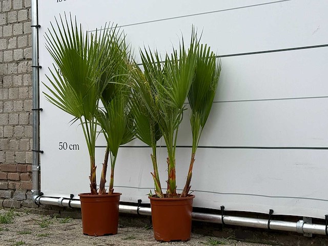 2x mexicaanse waaierpalm meerstammig - washingtonia robusta - hoogte ca. 110 cm - afbeelding 2 van  3