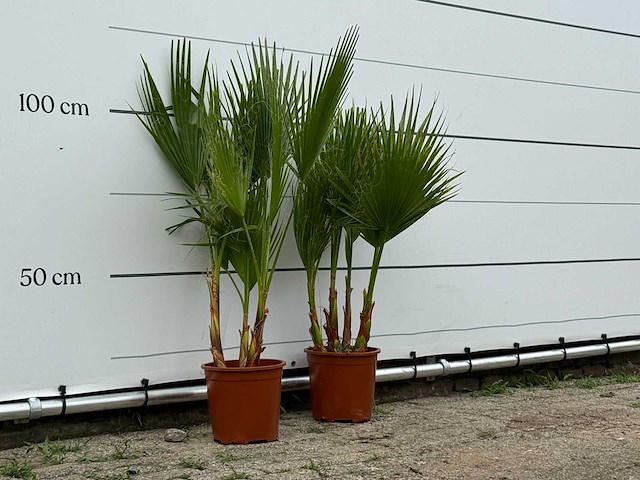 2x mexicaanse waaierpalm meerstammig - washingtonia robusta - hoogte ca. 110 cm - afbeelding 3 van  3