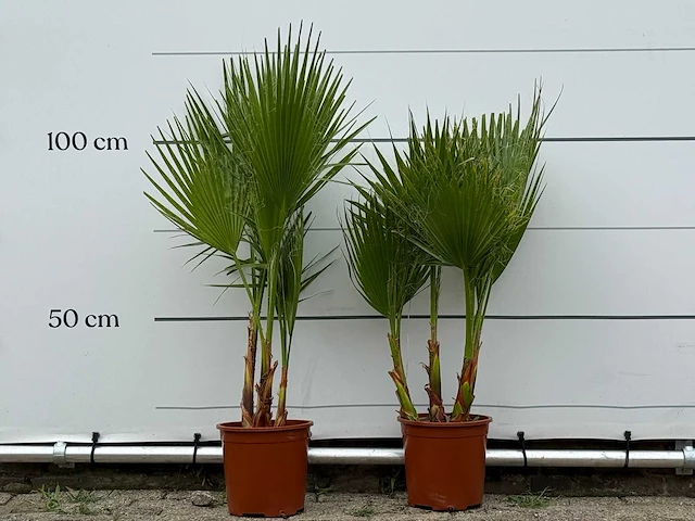 2x mexicaanse waaierpalm meerstammig - washingtonia robusta - hoogte ca. 130 cm - afbeelding 1 van  3