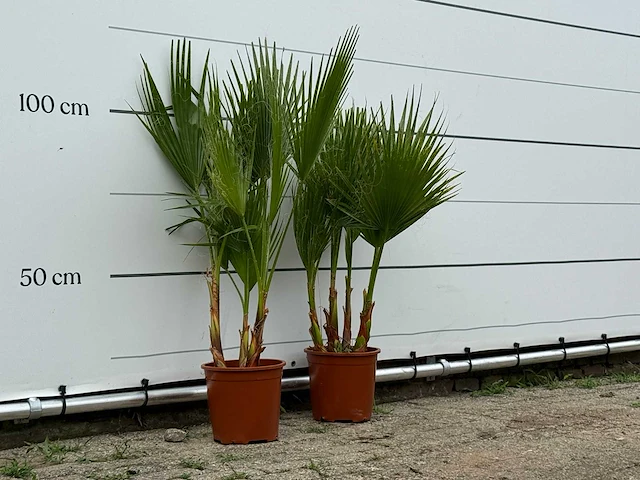 2x mexicaanse waaierpalm meerstammig - washingtonia robusta - hoogte ca. 130 cm - afbeelding 2 van  3