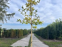 2x mispel, mespilus 'westerveld', vruchtboom, vruchtdragend, ca. 3 m hoog
