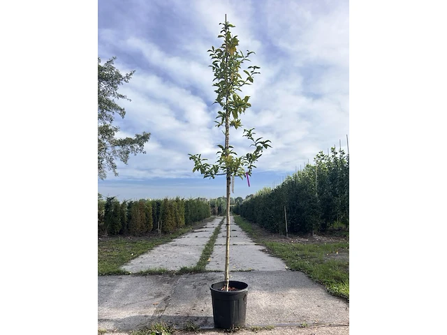 2x mispel, mespilus 'westerveld', vruchtboom, vruchtdragend, ca. 3 m hoog - afbeelding 2 van  3
