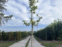 2x mispel, mespilus 'westerveld', vruchtboom, vruchtdragend, ca. 3 m hoog - afbeelding 2 van  3