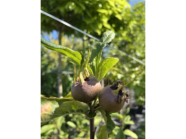 2x mispel, mespilus 'westerveld', vruchtboom, vruchtdragend, ca. 3 m hoog - afbeelding 3 van  3