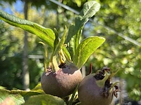 2x mispel, mespilus 'westerveld', vruchtboom, vruchtdragend, ca. 3 m hoog - afbeelding 3 van  3