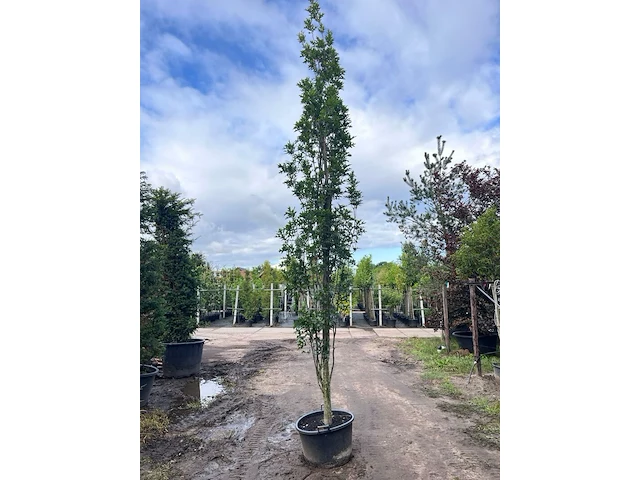 2x moeraseik, quercus green pillar, zuilboom, ca. 5 m hoog - afbeelding 1 van  2