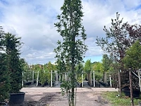 2x moeraseik, quercus green pillar, zuilboom, ca. 5 m hoog