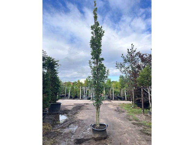 2x moeraseik, quercus green pillar, zuilboom, ca. 5 m hoog - afbeelding 2 van  2