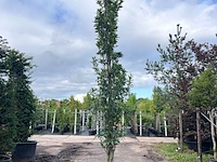 2x moeraseik, quercus green pillar, zuilboom, ca. 5 m hoog - afbeelding 2 van  2