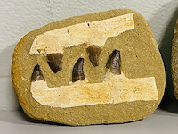 2x mosasaurus kaken in matrix - afbeelding 2 van  4