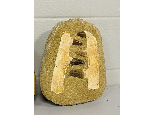 2x mosasaurus kaken in matrix - afbeelding 3 van  4