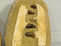 2x mosasaurus kaken in matrix - afbeelding 3 van  4