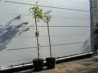 2x nectarineboom - prunus nucipersica - hoogte ca. 140 cm - afbeelding 4 van  6