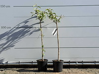 2x nectarineboom - prunus nucipersica - hoogte ca. 150 cm - afbeelding 1 van  6