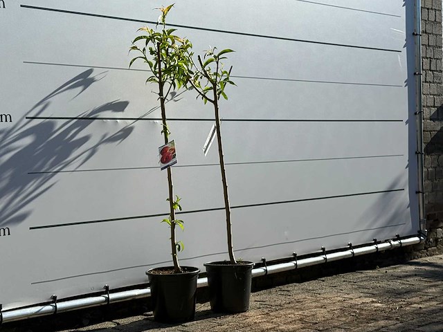 2x nectarineboom - prunus nucipersica - hoogte ca. 150 cm - afbeelding 4 van  6