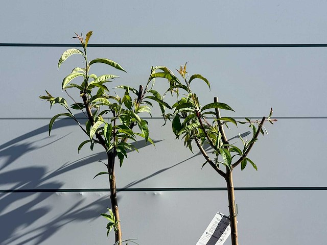 2x nectarineboom - prunus nucipersica - hoogte ca. 150 cm - afbeelding 5 van  6