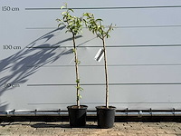 2x nectarineboom - prunus nucipersica - hoogte ca. 150 cm - afbeelding 2 van  6