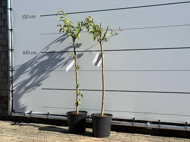 2x nectarineboom - prunus nucipersica - hoogte ca. 150 cm - afbeelding 3 van  6