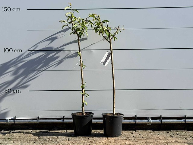 2x nectarineboom - prunus nucipersica - hoogte ca. 150 cm - afbeelding 2 van  6