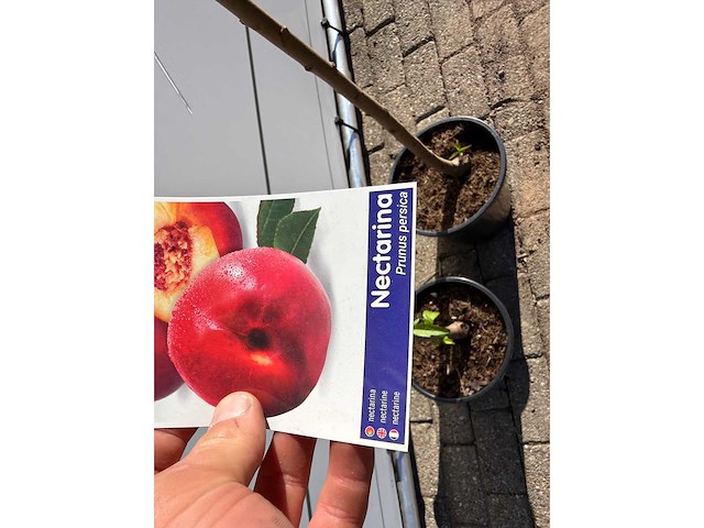 2x nectarineboom - prunus nucipersica - hoogte ca. 150 cm - afbeelding 6 van  6