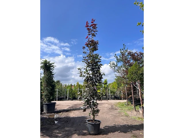 2x noorse esdoorn, acer 'crimson sentry', zuilvorm, roodbladig, ca. 4-5 m hoog - afbeelding 1 van  3