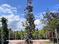 2x noorse esdoorn, acer 'crimson sentry', zuilvorm, roodbladig, ca. 4-5 m hoog