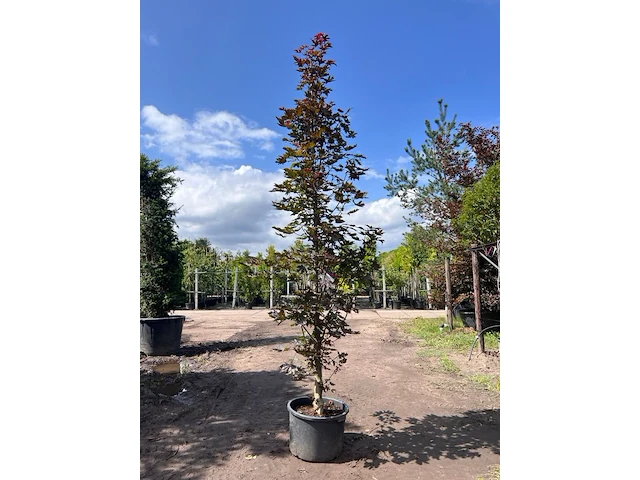 2x noorse esdoorn, acer 'crimson sentry', zuilvorm, roodbladig, ca. 4-5 m hoog - afbeelding 2 van  3