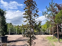 2x noorse esdoorn, acer 'crimson sentry', zuilvorm, roodbladig, ca. 4-5 m hoog - afbeelding 2 van  3