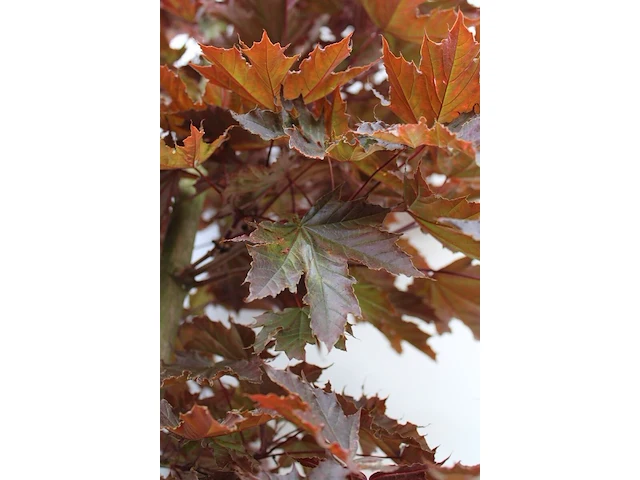 2x noorse esdoorn, acer 'crimson sentry', zuilvorm, roodbladig, ca. 4-5 m hoog - afbeelding 3 van  3
