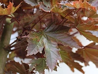 2x noorse esdoorn, acer 'crimson sentry', zuilvorm, roodbladig, ca. 4-5 m hoog - afbeelding 3 van  3
