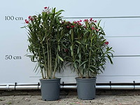 2x oleander rood - nerium oleander - hoogte ca. 100 cm - afbeelding 1 van  3
