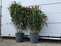 2x oleander rood - nerium oleander - hoogte ca. 100 cm - afbeelding 2 van  3